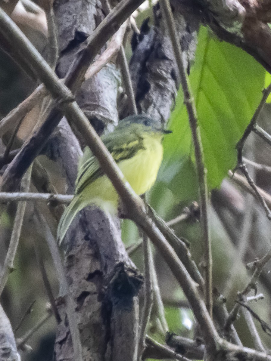 Antioquia Bristle-Tyrant - ML638593536