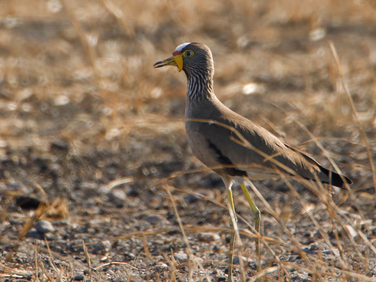 Wattled Lapwing - ML638593547
