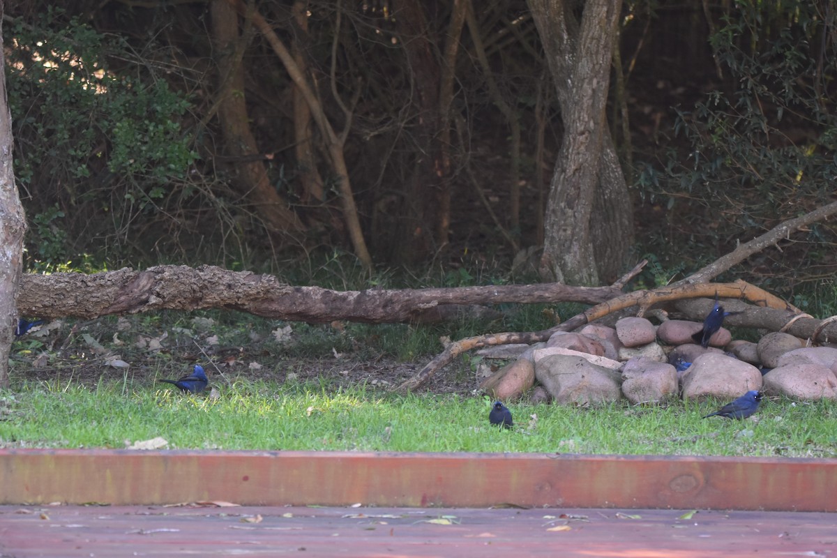 Diademed Tanager - ML638593570