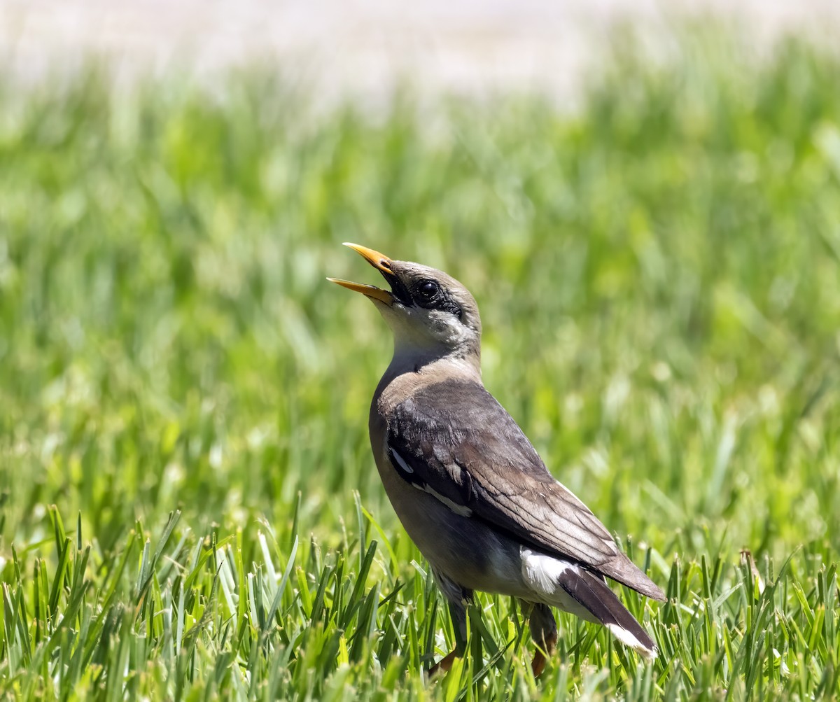 Vinous-breasted Myna - ML638593571