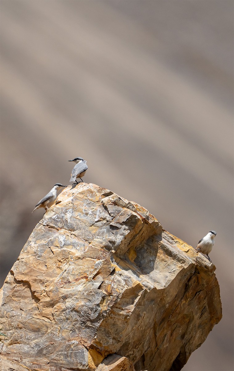 Eastern Rock Nuthatch - ML638593594