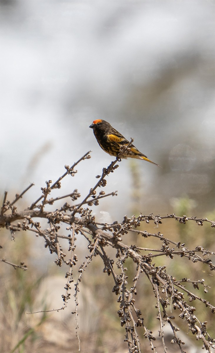 Fire-fronted Serin - ML638593596