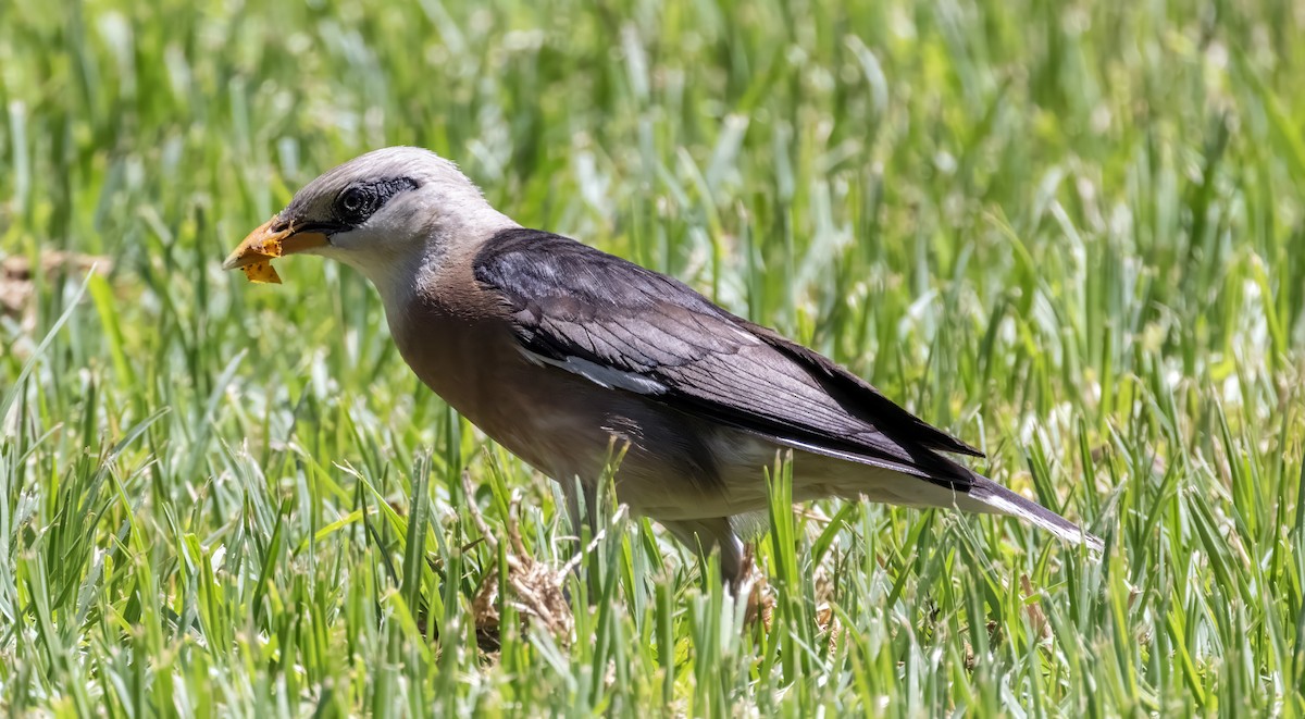 Vinous-breasted Myna - ML638593600