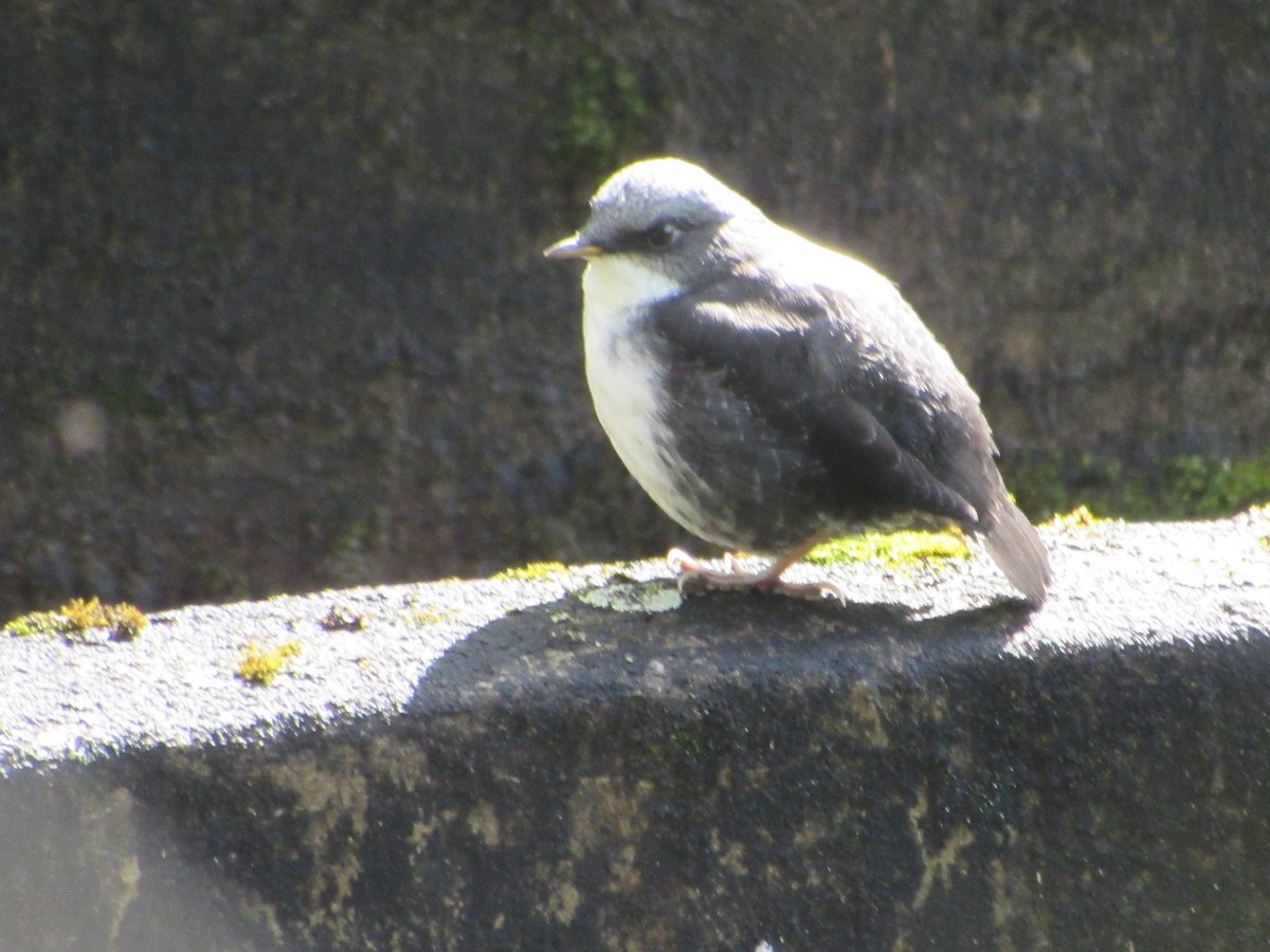 White-capped Dipper - ML638593602