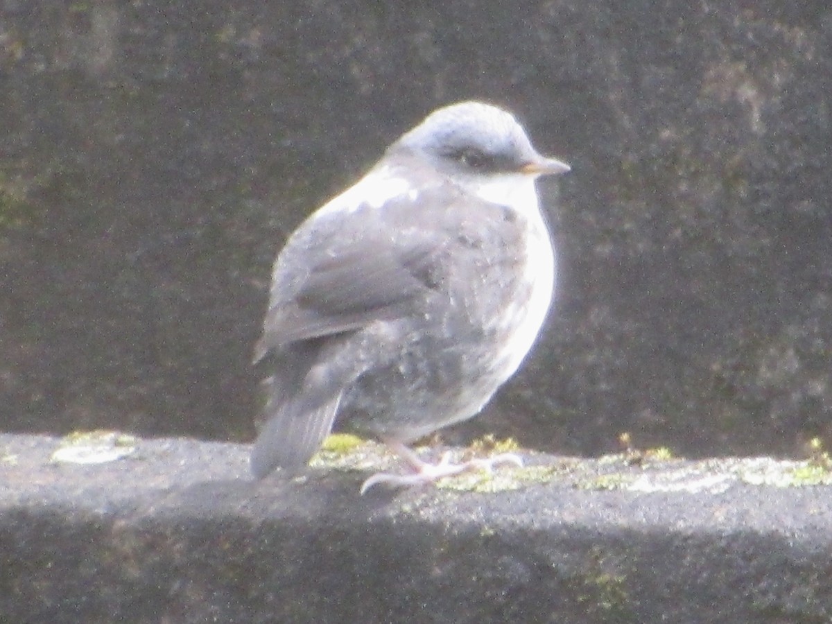 White-capped Dipper - ML638593624