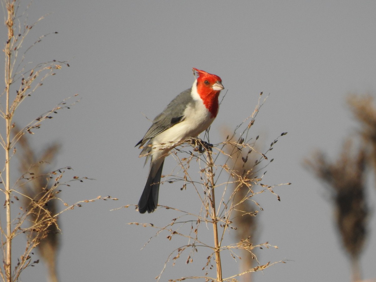 Red-crested Cardinal - ML638593688