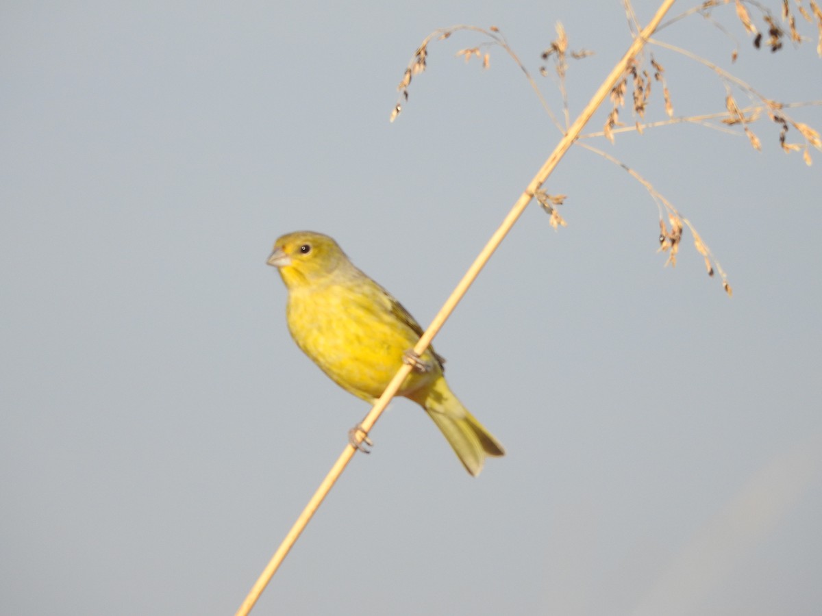 Saffron Finch - ML638593716
