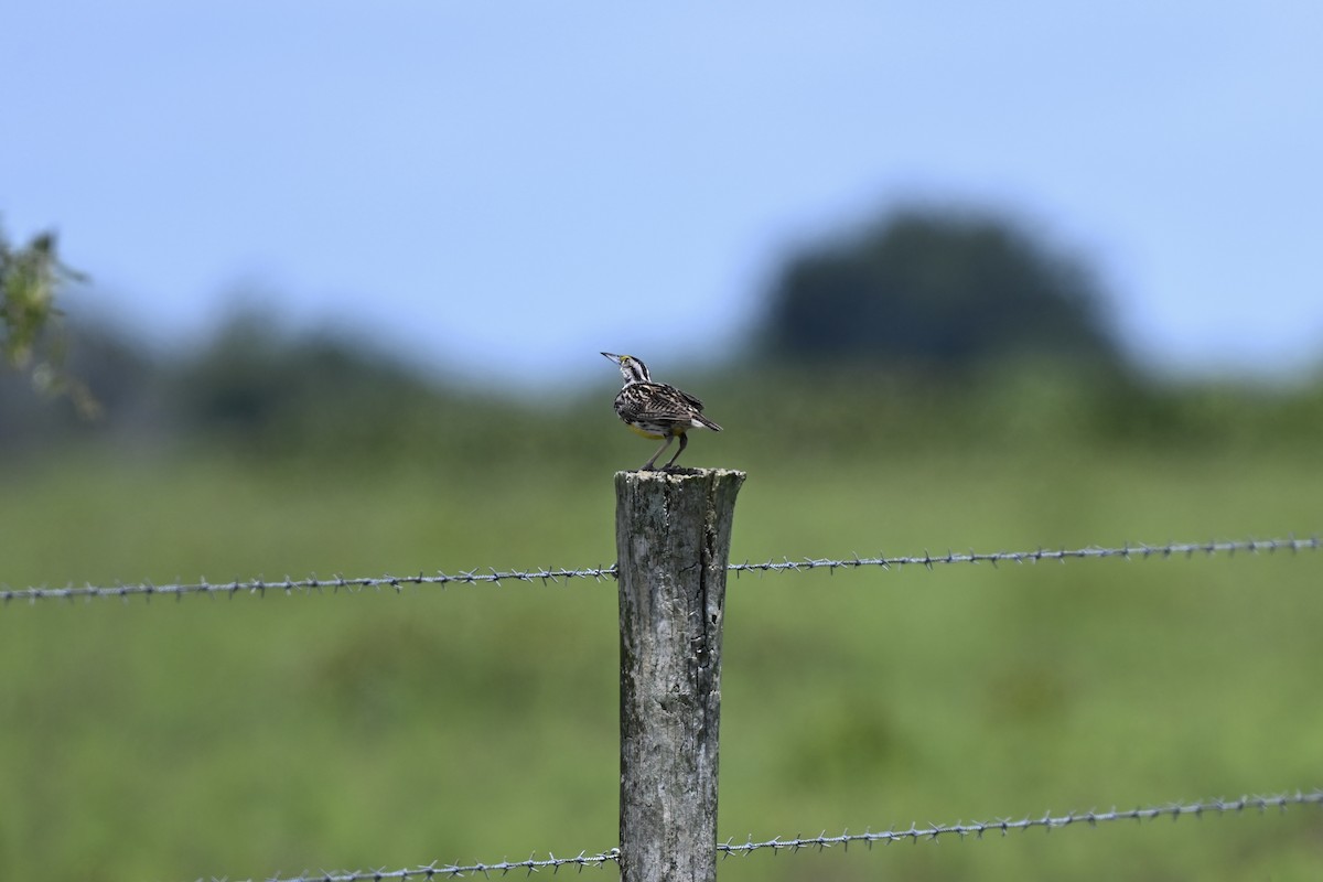 Eastern Meadowlark - ML638593739