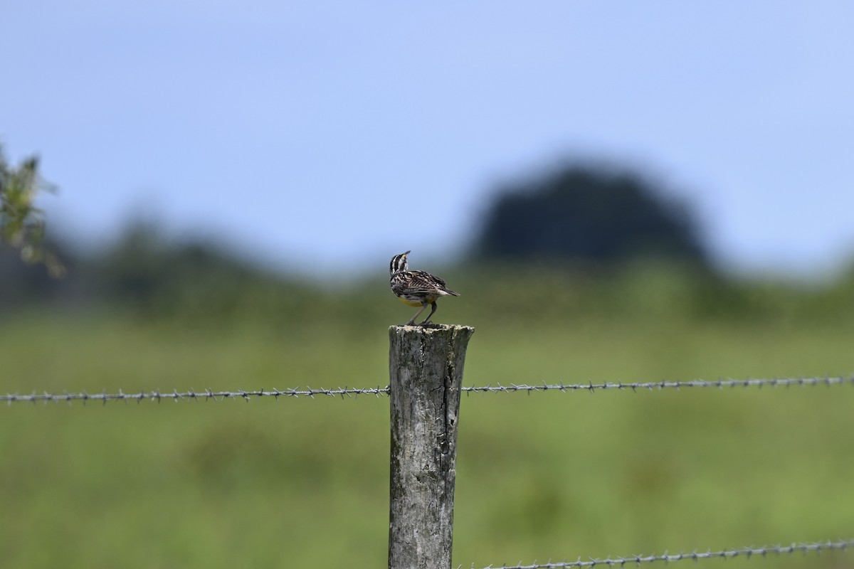 Eastern Meadowlark - ML638593740