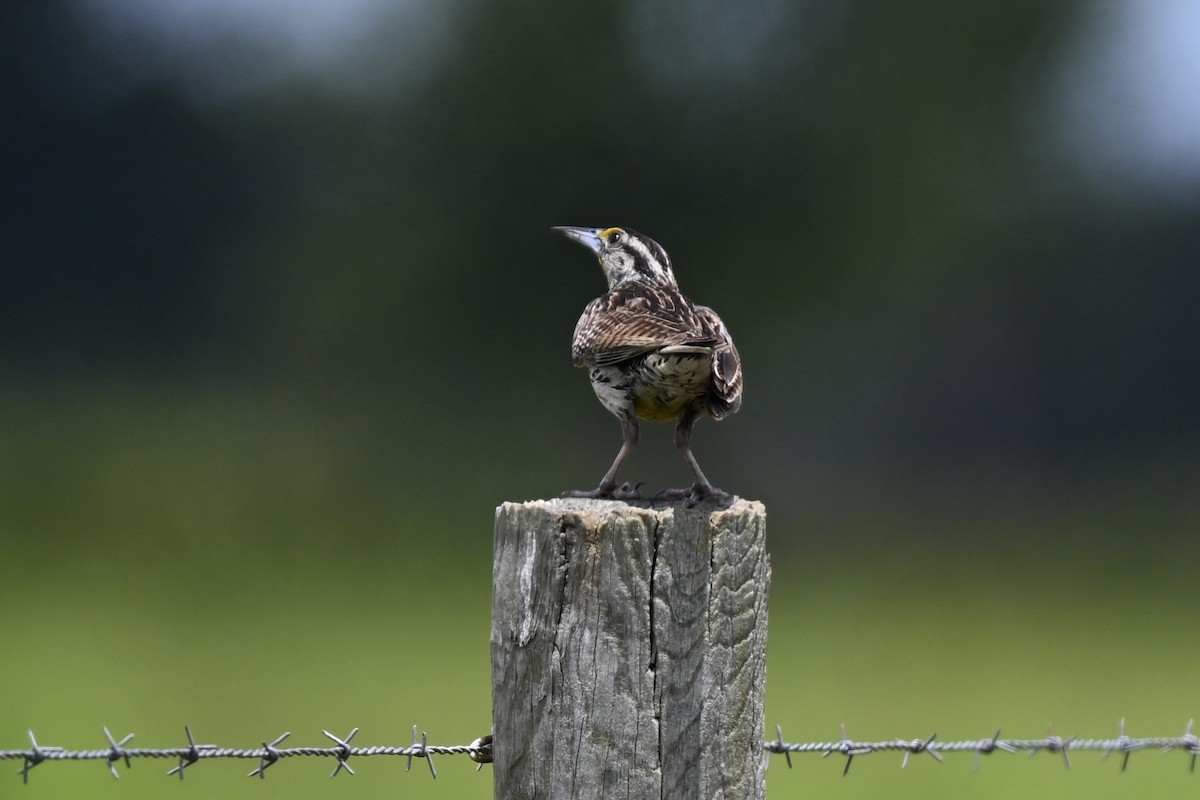 Eastern Meadowlark - ML638593745