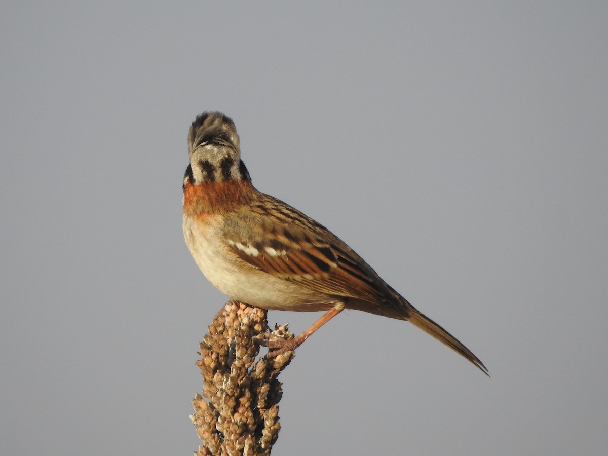 Rufous-collared Sparrow - ML638593747