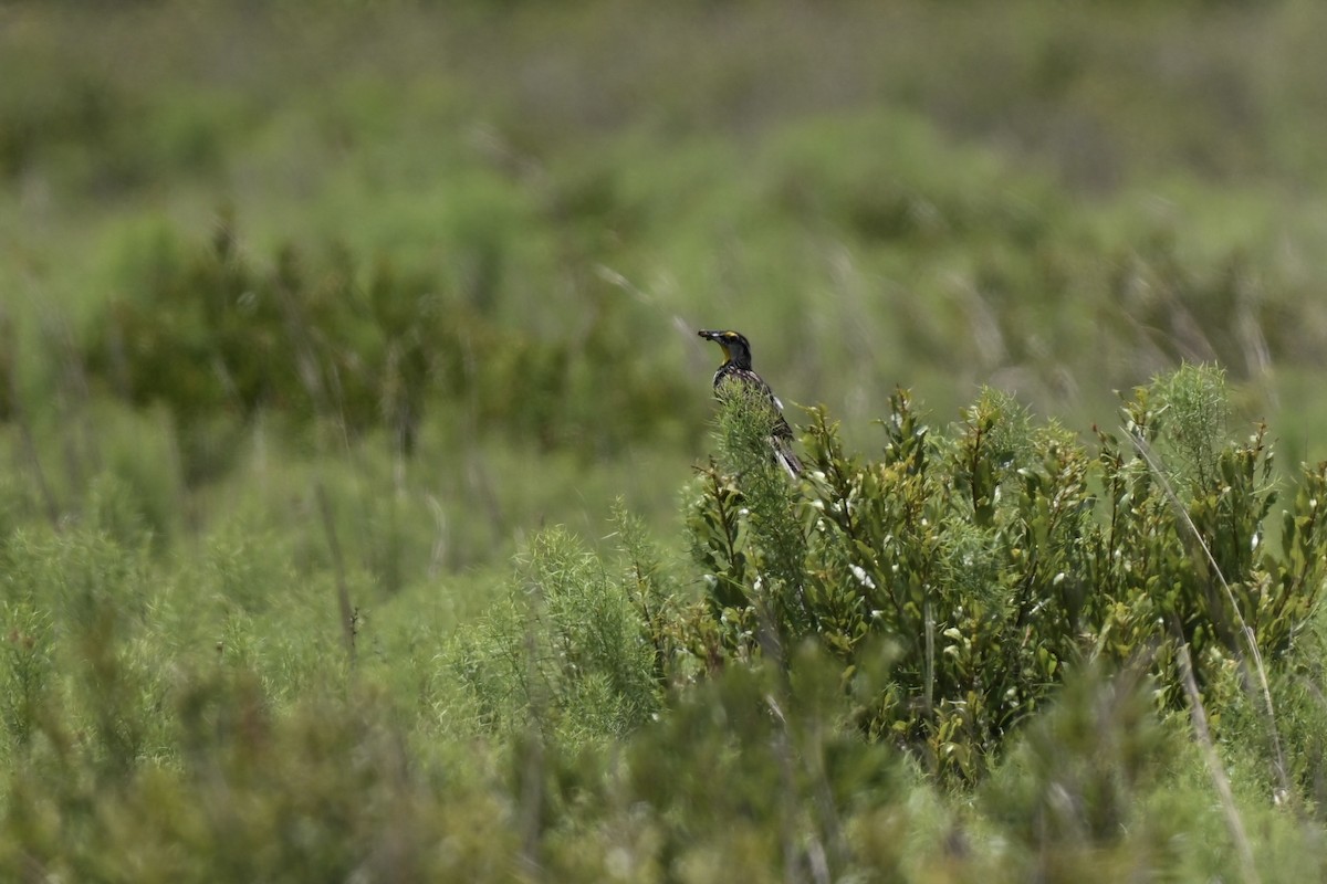 Eastern Meadowlark - ML638593754