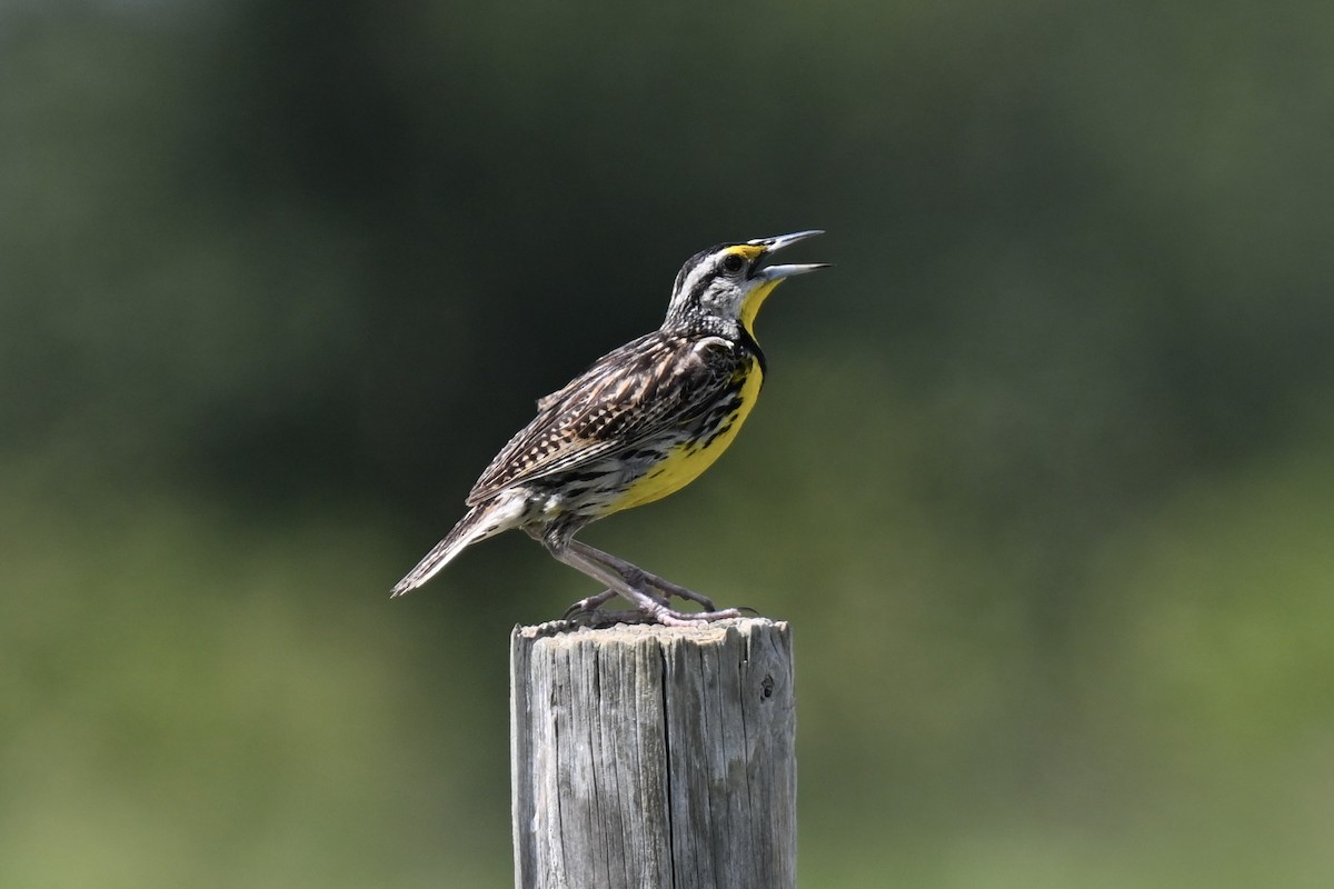 Eastern Meadowlark - ML638593757