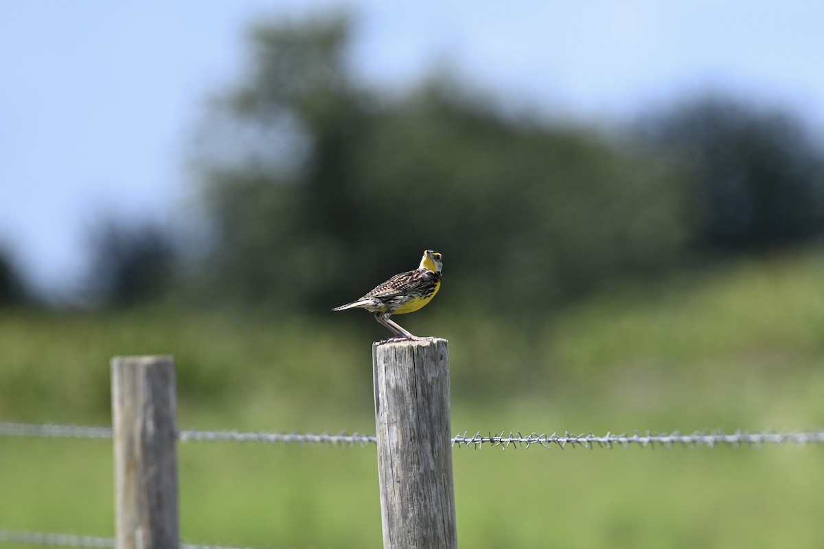 Eastern Meadowlark - ML638593760