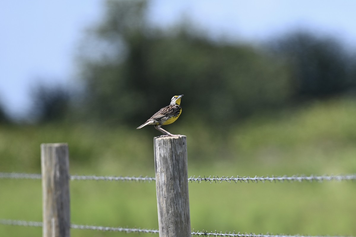 Eastern Meadowlark - ML638593764