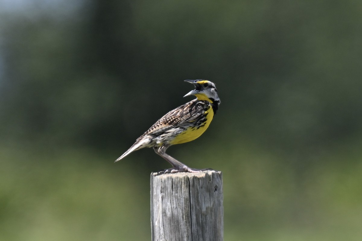 Eastern Meadowlark - ML638593766