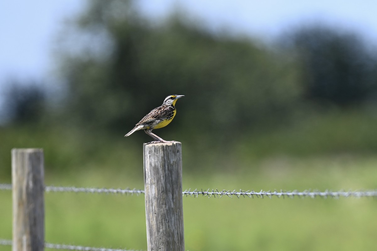Eastern Meadowlark - ML638593767