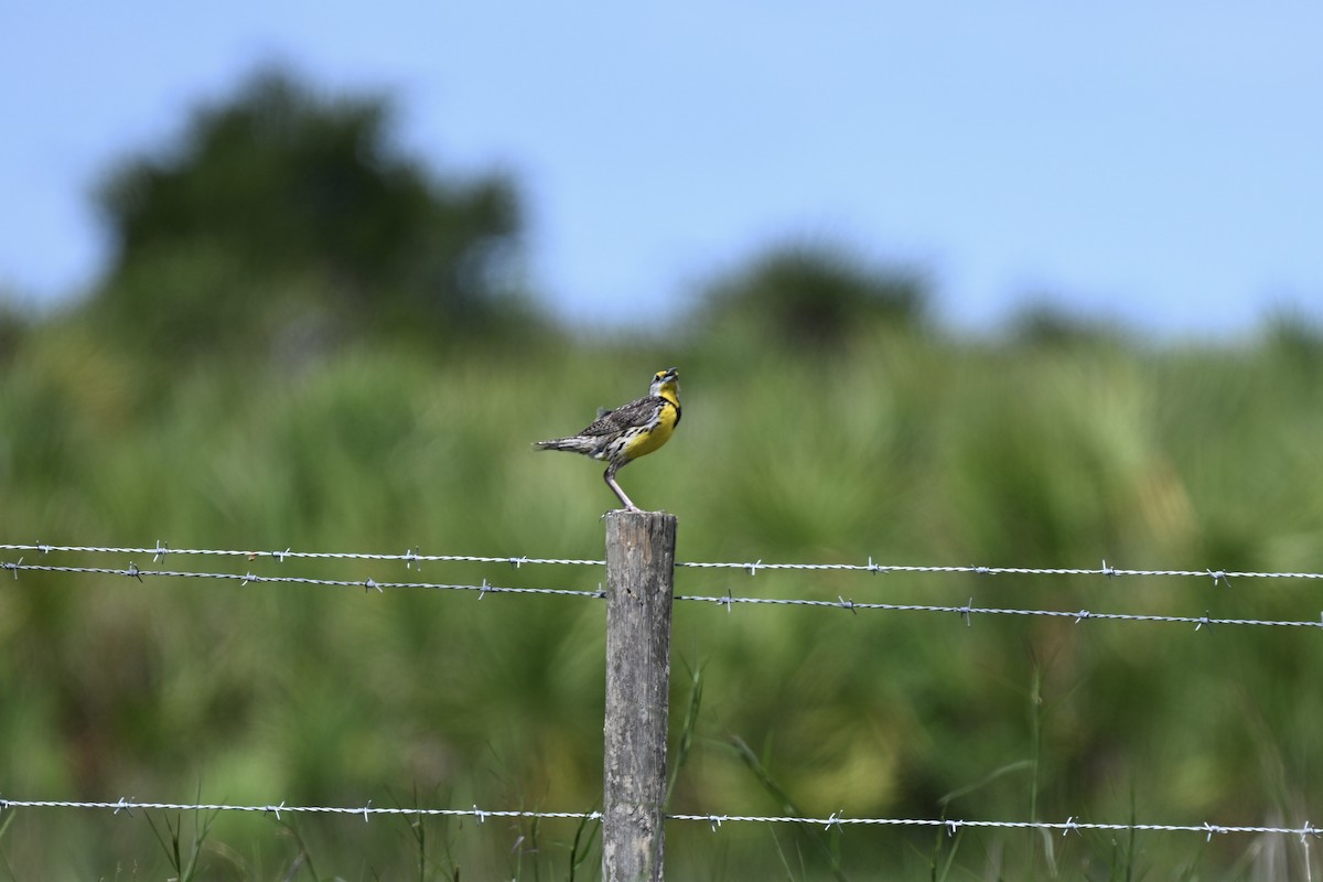 Eastern Meadowlark - ML638593774