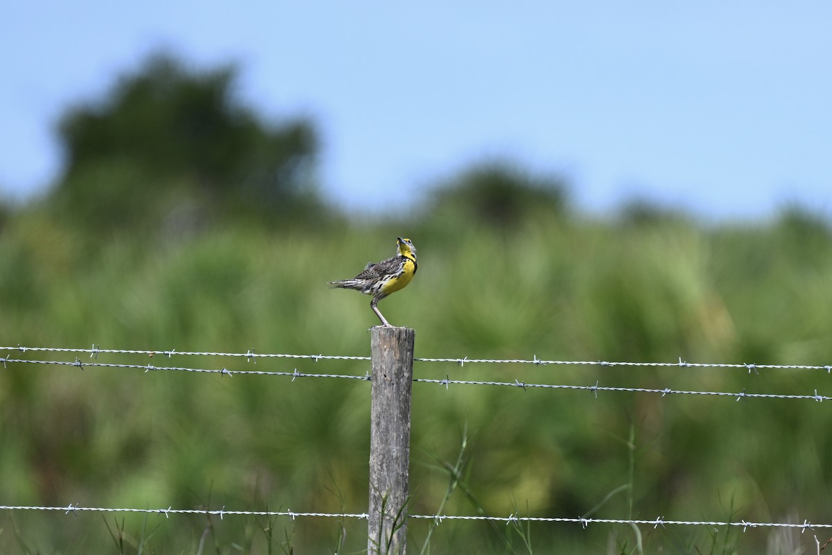 Eastern Meadowlark - ML638593778