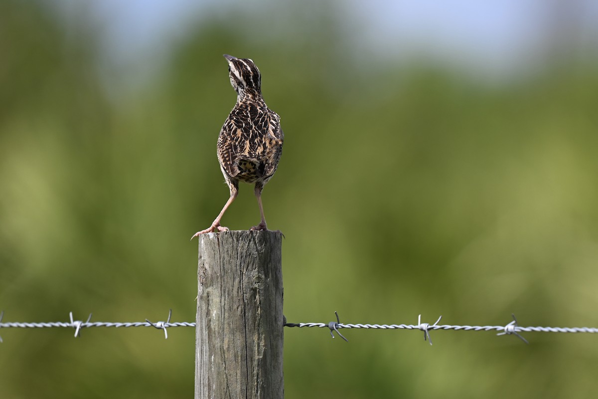 Eastern Meadowlark - ML638593796