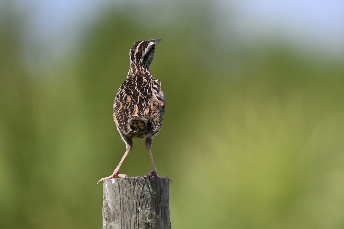 Eastern Meadowlark - ML638593797