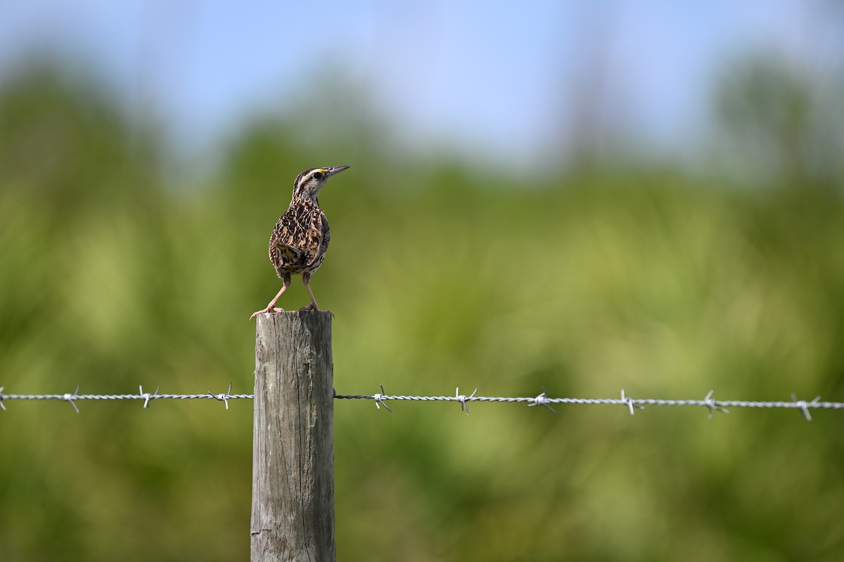 Eastern Meadowlark - ML638593798