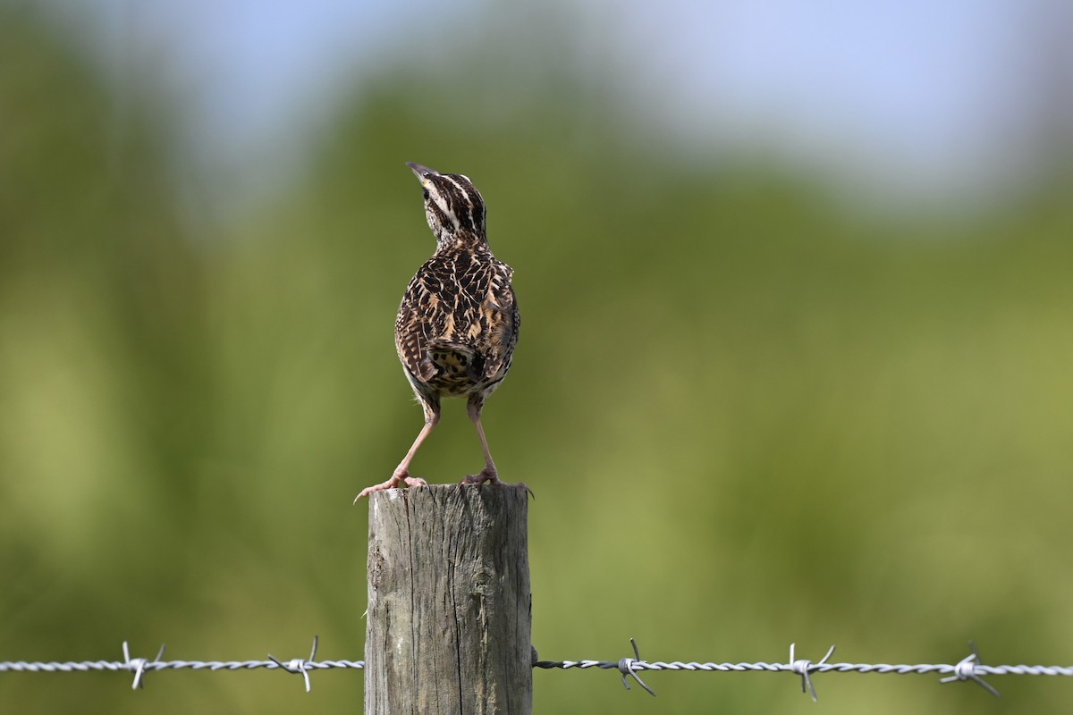 Eastern Meadowlark - ML638593812
