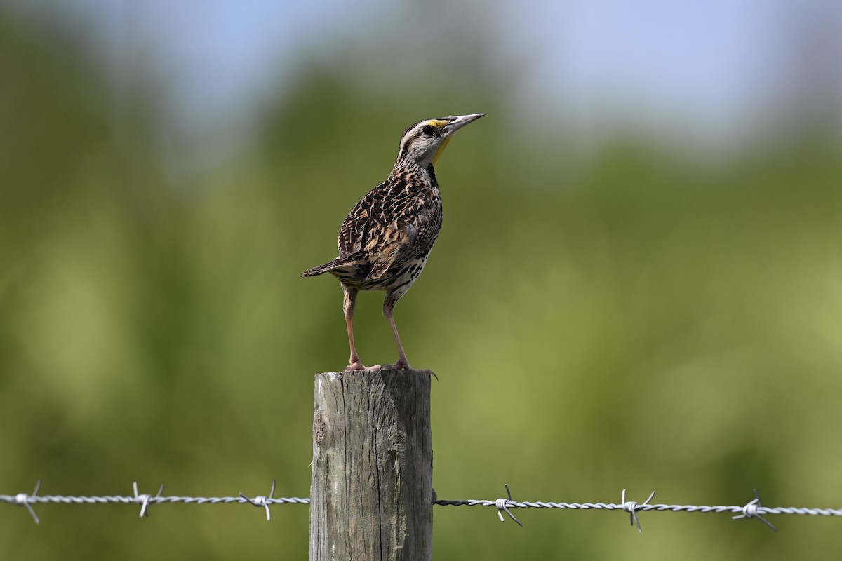 Eastern Meadowlark - ML638593813