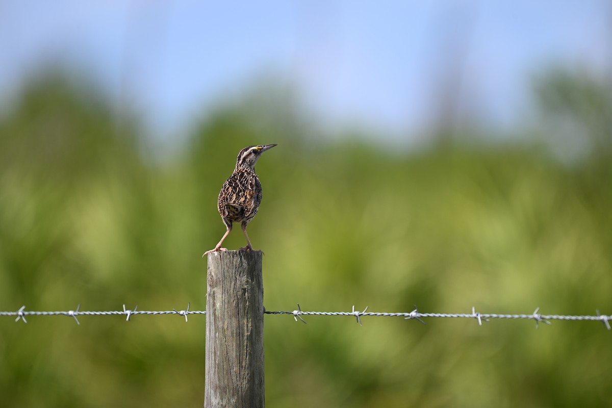 Eastern Meadowlark - ML638593815
