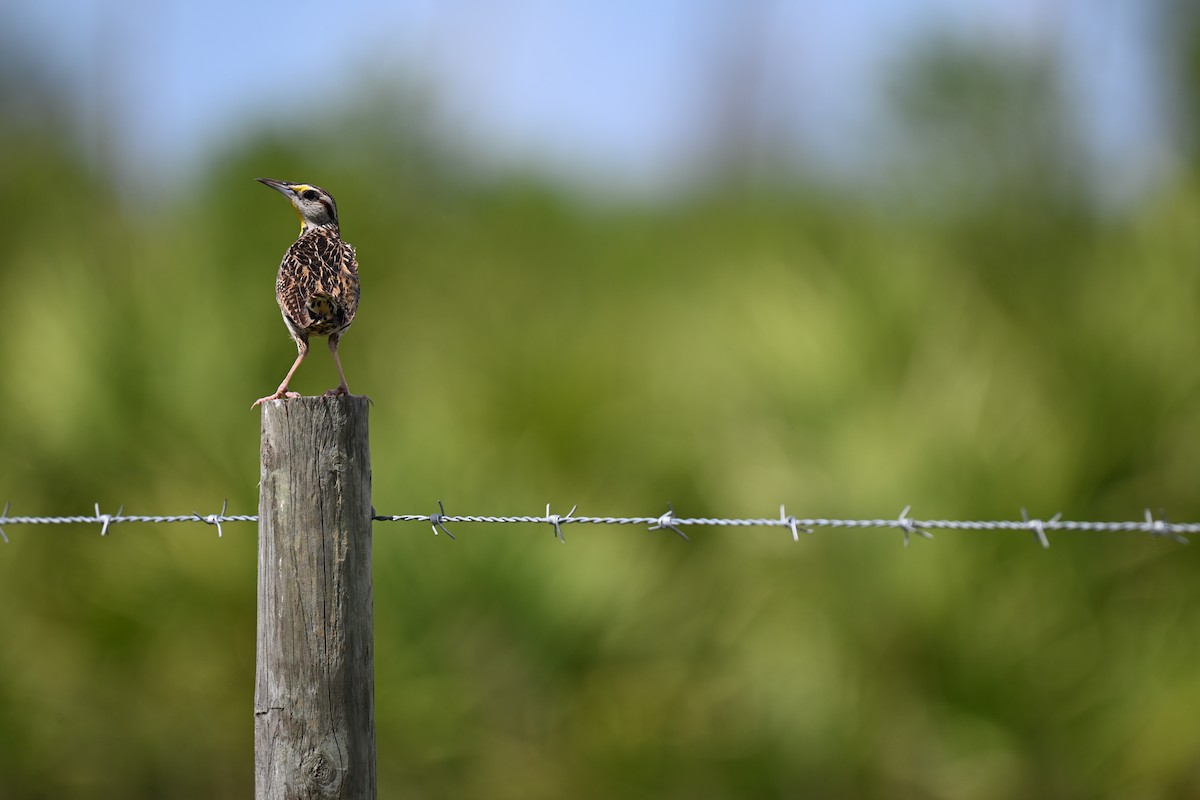 Eastern Meadowlark - ML638593817