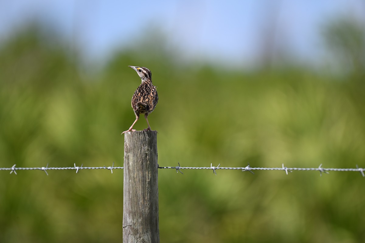 Eastern Meadowlark - ML638593820