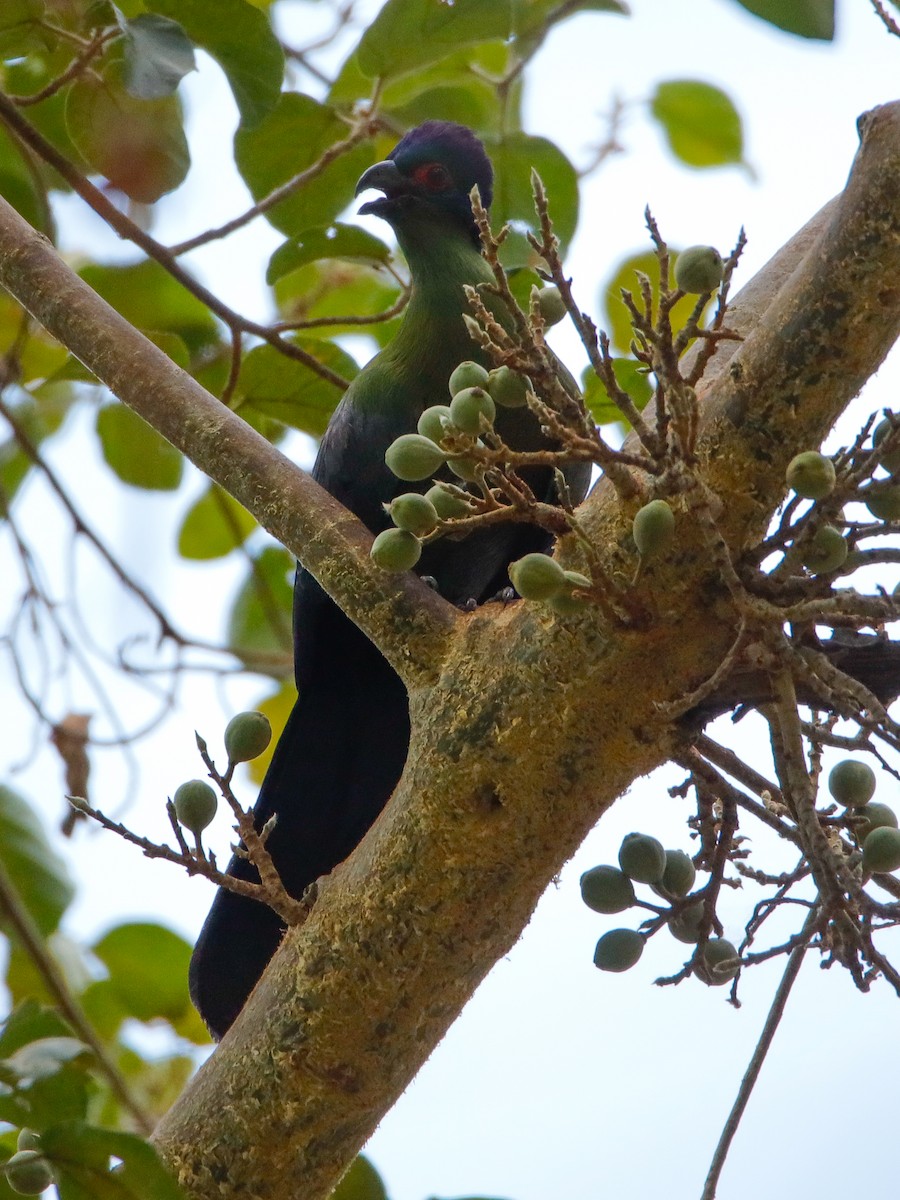 Purple-crested Turaco - ML638593833