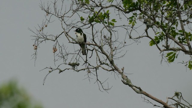 Klaas's Cuckoo - ML638593844