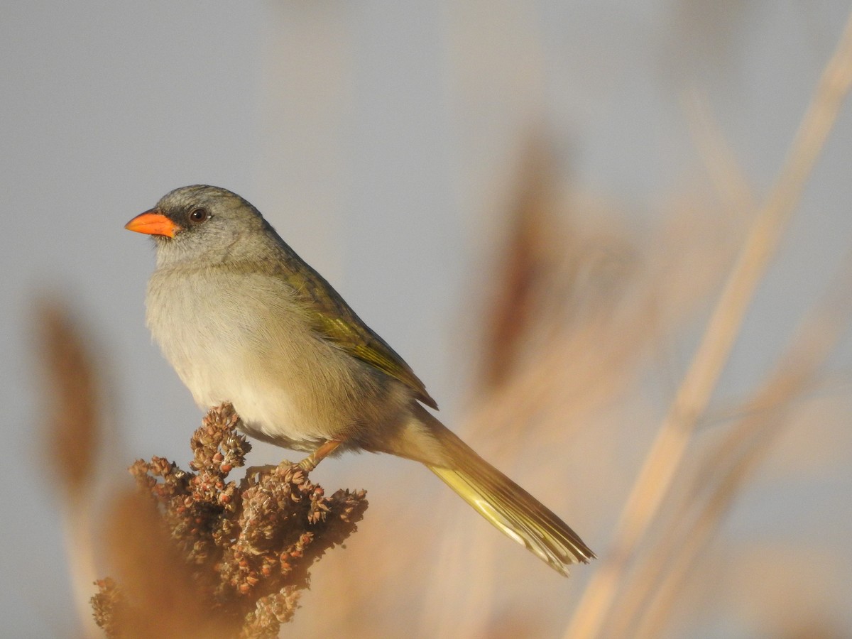 Great Pampa-Finch - ML638593849