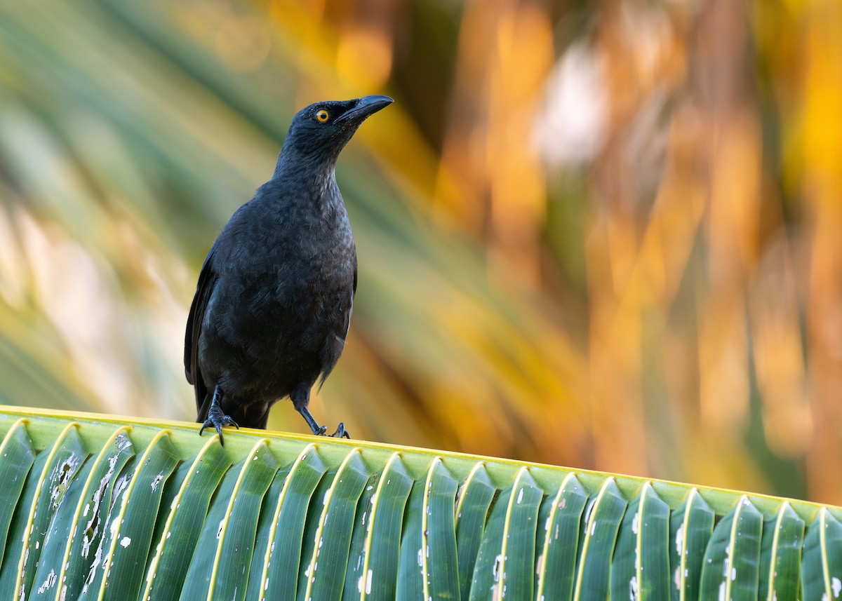 Micronesian Starling - ML638593881