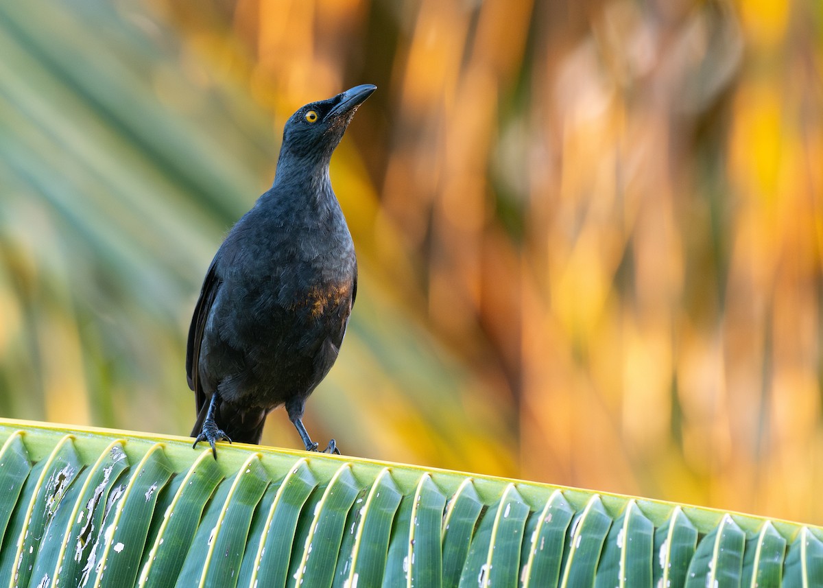 Micronesian Starling - ML638593882