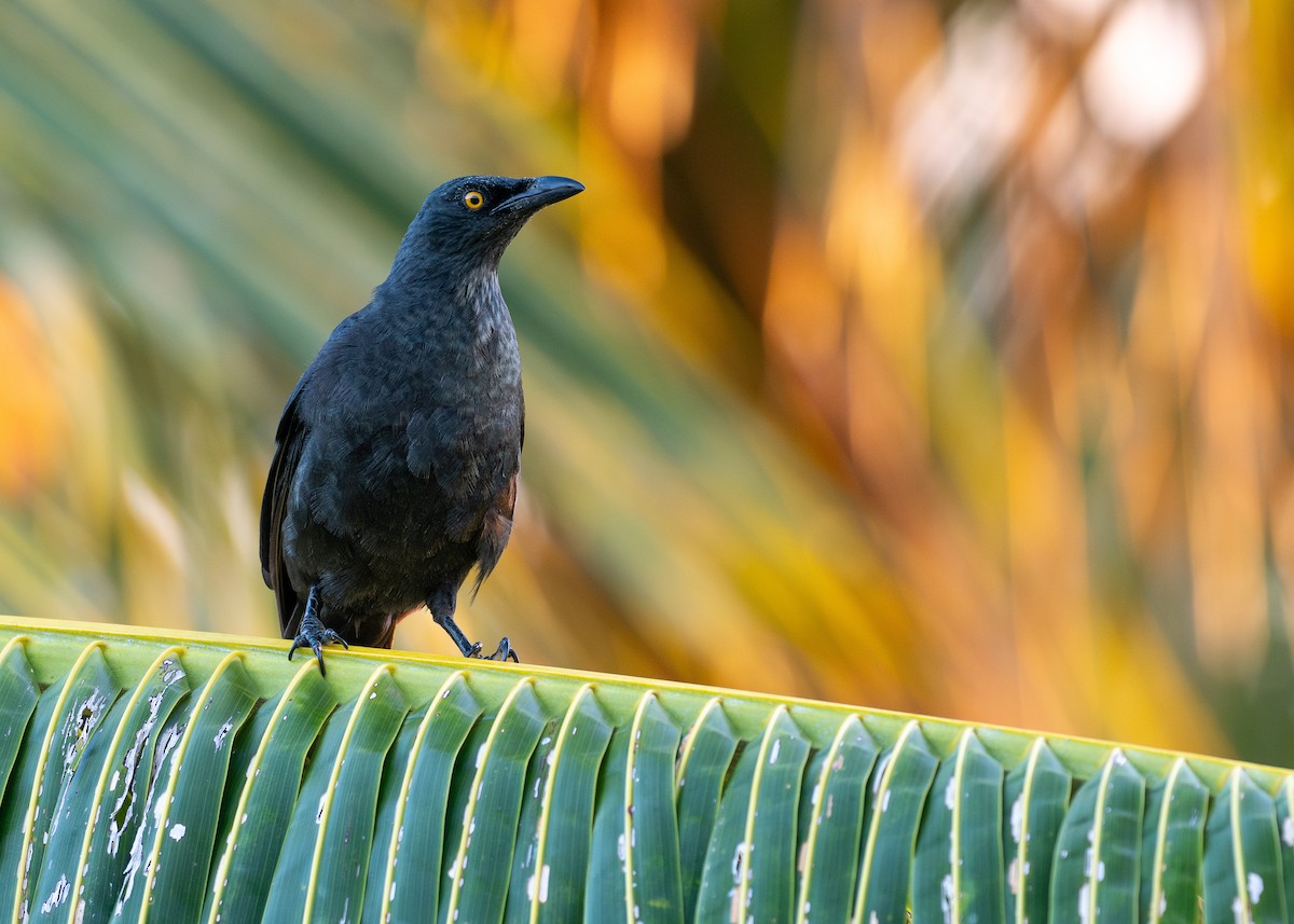 Micronesian Starling - ML638593883
