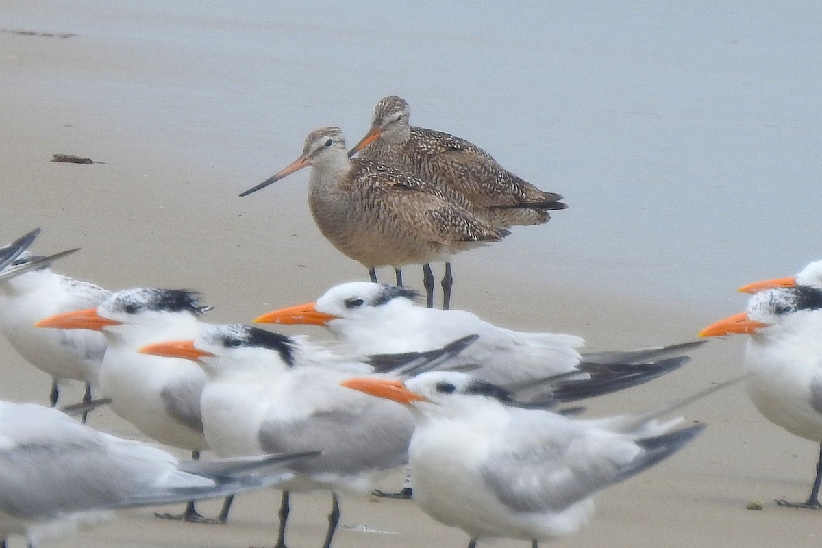 Barge marbrée - ML638593921