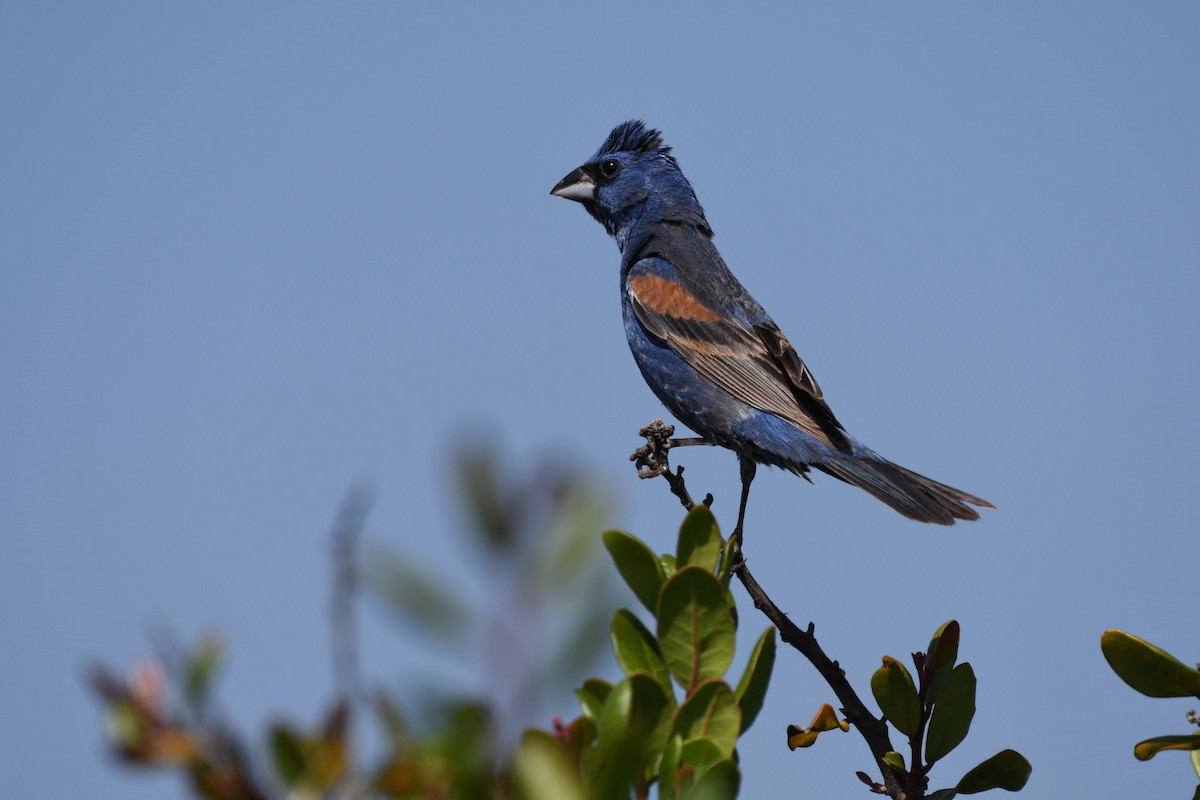 Blue Grosbeak - ML638593941