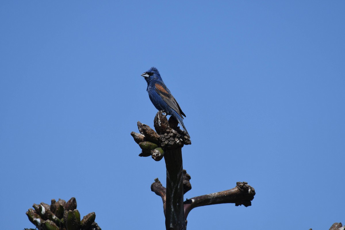Blue Grosbeak - ML638593942