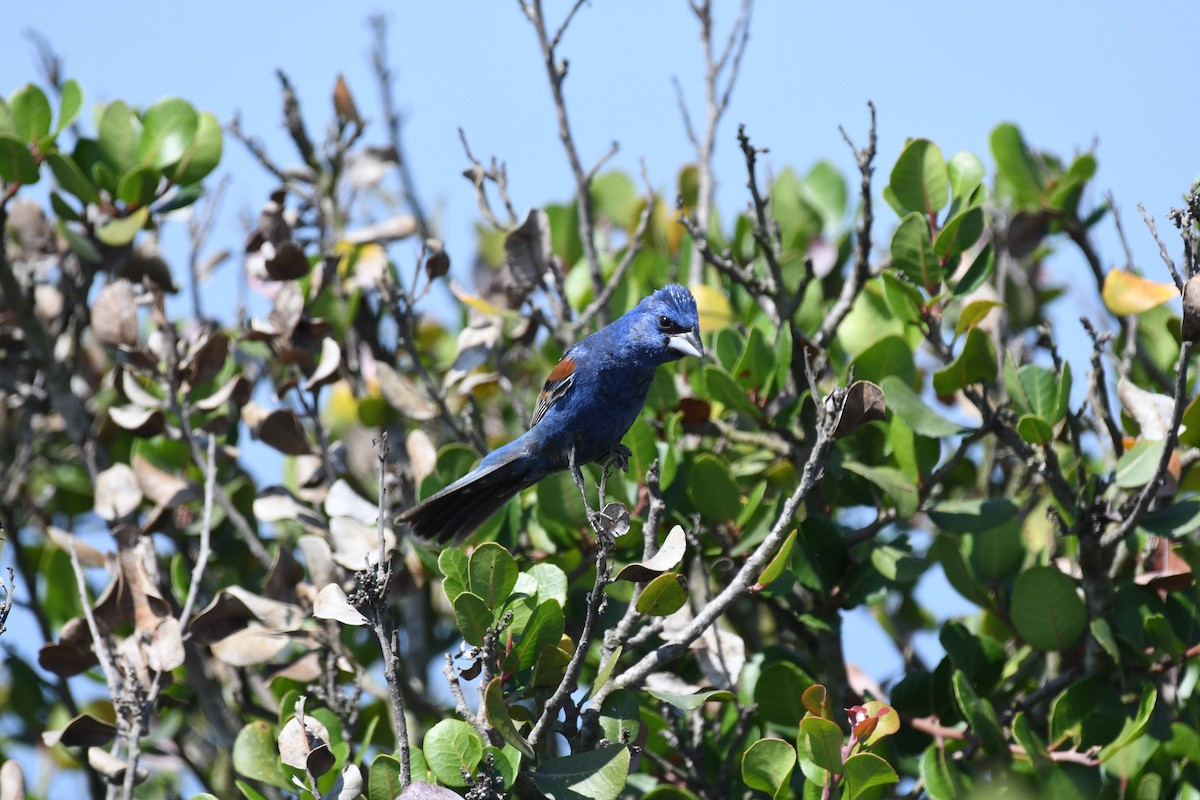 Blue Grosbeak - ML638593943