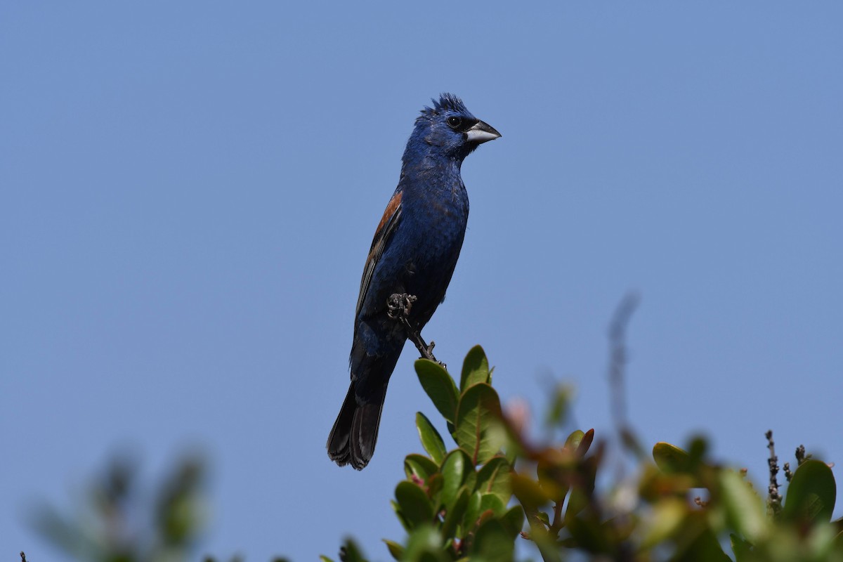Blue Grosbeak - ML638593944