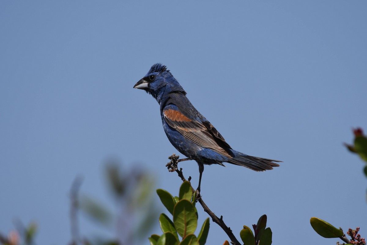 Blue Grosbeak - ML638593945
