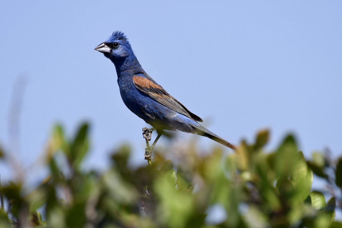 Blue Grosbeak - ML638593946