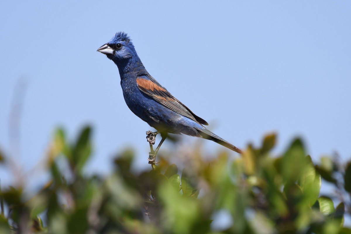 Blue Grosbeak - ML638593947