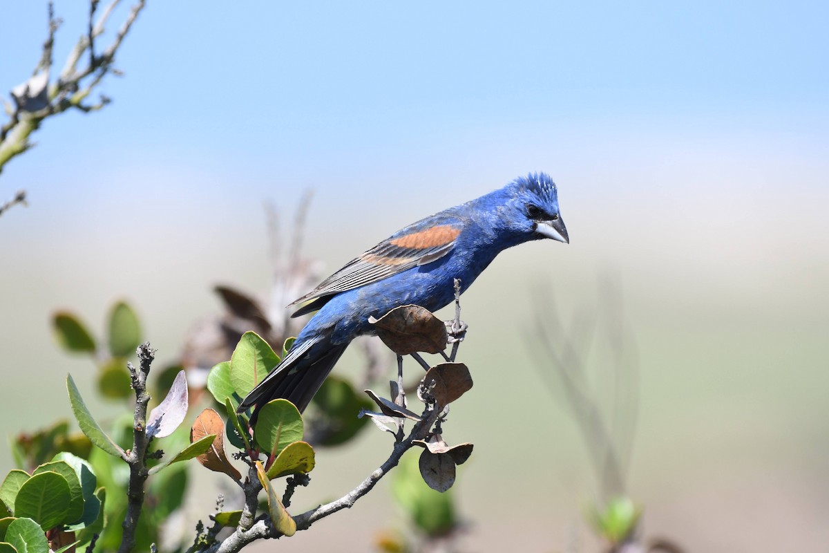 Blue Grosbeak - ML638593948