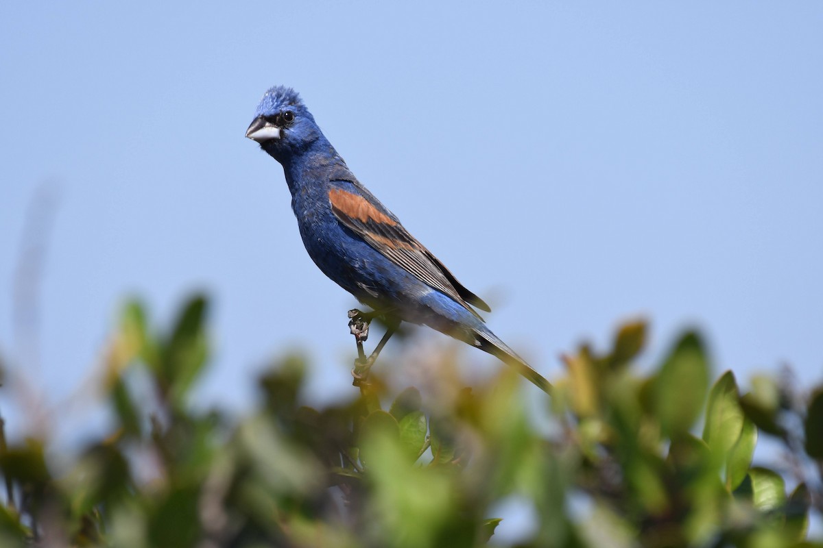 Blue Grosbeak - ML638593949