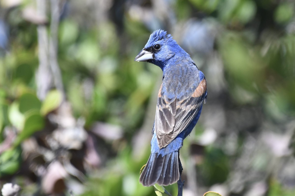 Blue Grosbeak - ML638593950