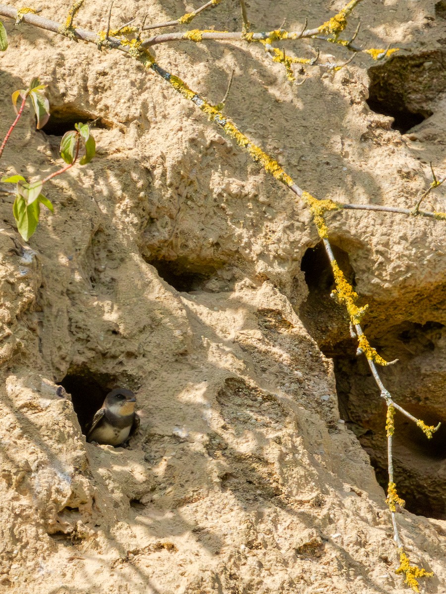 Bank Swallow - ML638593954