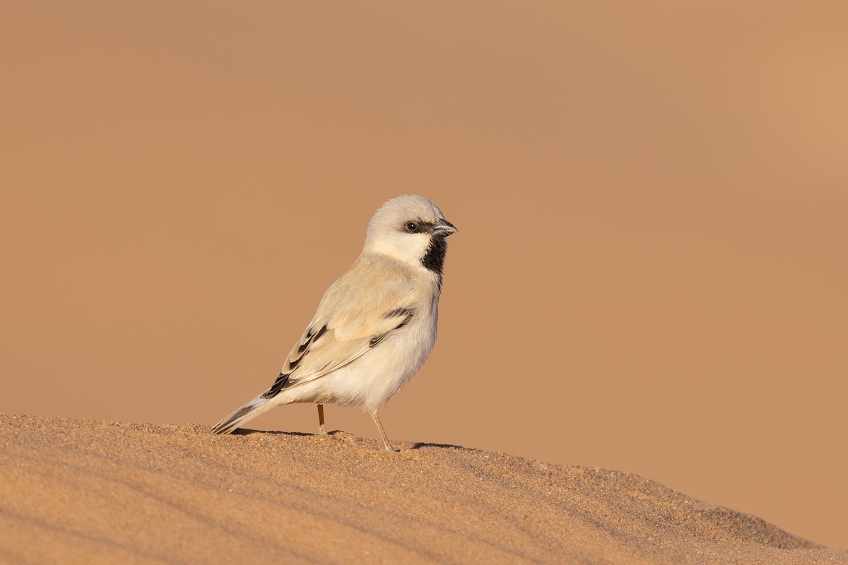 Desert Sparrow - ML638593974